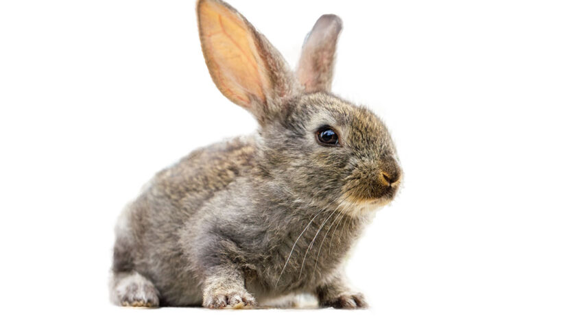 Tavşanlar Adet Olur Mu? Tavşanlarda Regl Belirtileri