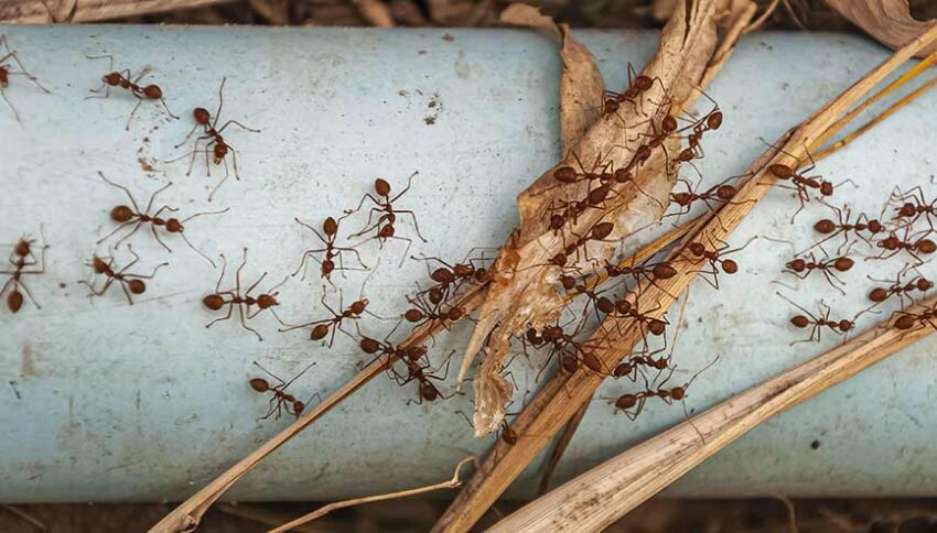 Karıncalar Su İçer Mi? Evde Karınca Beslerken Yuvaya Su Koyulur Mu?