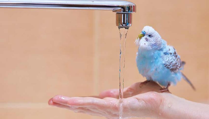 Muhabbet kuşları neden su içmez? Su içmeyen kuşa ne yapılmalı?